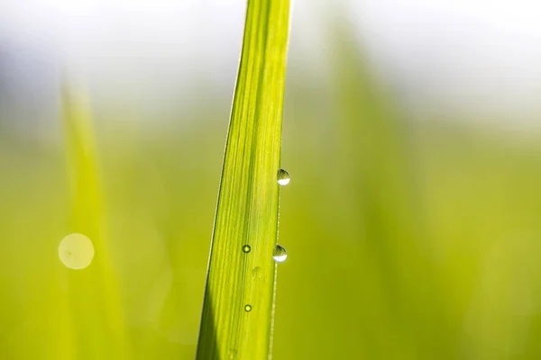 Groene Rijst Het Gevolg Van Achtergrond Met Waterdruppels Gras Stengels — Stockfoto