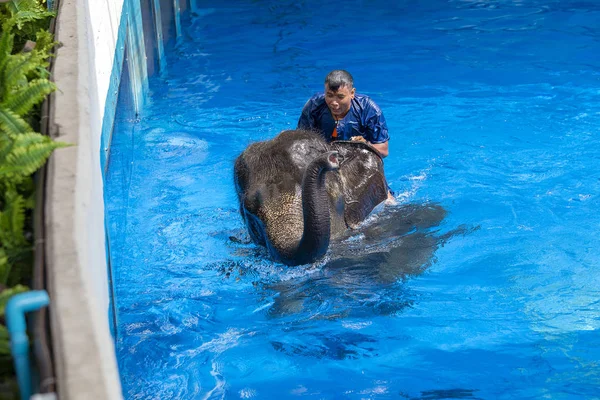 Pattaya Thailand November 2017 Ein Großer Elefant Badet Pool Pattaya — Stockfoto