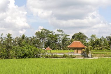 Tropikal ev yeşil pirinç tarlaları arasında döşenmiş bir çatı. Ada Bali, Ubud, Endonezya