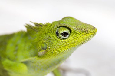 Portre profil sayfası tropikal içinde küçük bir Yeşil İguana Adası Bali, Endonezya. Yakın, makro