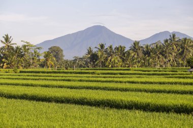 Güzel yeşil pirinç terasları, volkan ve sabah Hindistan cevizi palmiye ağaçlarında Adası Bali, Endonezya