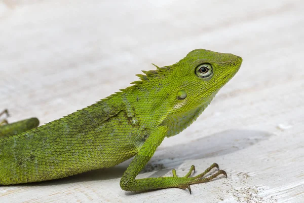Porträt Eines Kleinen Grünen Leguans Profil Auf Der Tropischen Insel — Stockfoto