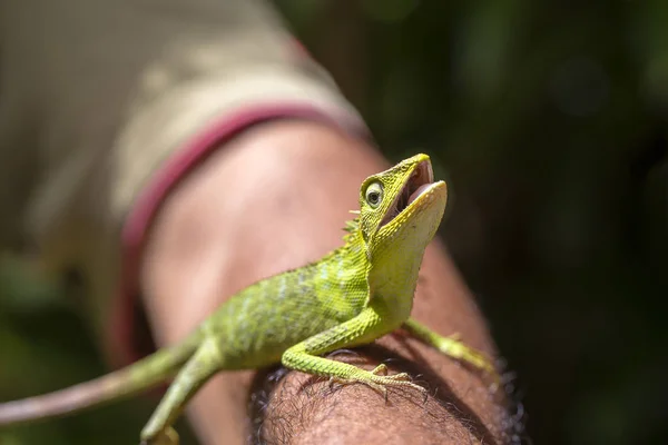 Porträt Eines Kleinen Grünen Leguans Der Hand Eines Mannes Auf — Stockfoto