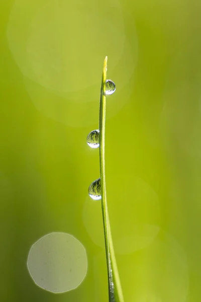 Groene Rijst Het Gevolg Van Achtergrond Met Waterdruppels Gras Stengels — Stockfoto