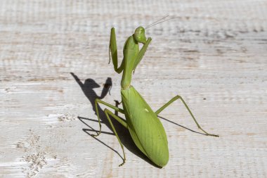 Dua eden peygamber devesi, mantis bileğinde, yakın çekim. Ada Bali, Endonezya