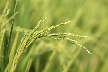 Ubud, Bali, Endonezya 'da pirinç saplı yeşil alan. Kapat.