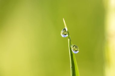 Yeşil pirinç arka plan su damlaları ile kök, SAP ile su damlaları, Adası Bali, Endonezya bitkisel arka plan çimen. Yakın, makro