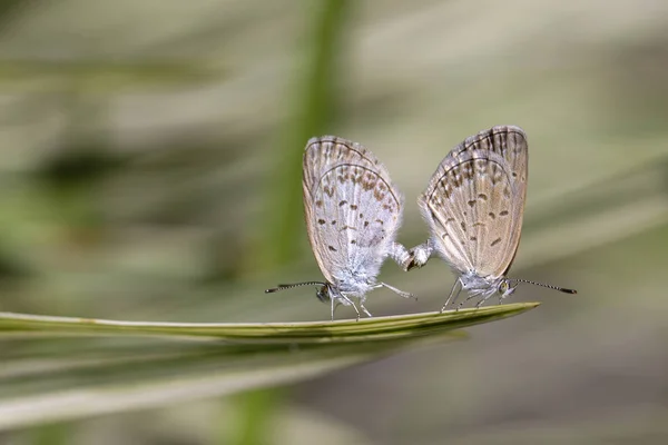 Amor Pareja Mariposa Apareamiento Par Mariposas Cerca Isla Bali Indonesia — Foto de Stock