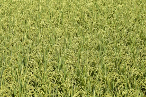 Campo Verde Con Tallos Arroz Ubud Isla Bali Indonesia Cerca —  Fotos de Stock