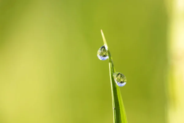 Groene Rijst Het Gevolg Van Achtergrond Met Waterdruppels Gras Stengels — Stockfoto