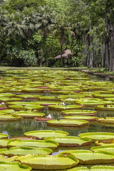 トロピカル ガーデンの巨大な睡蓮 島モーリシャス オオオニバス ビクトリア レジア植物 — ストック写真