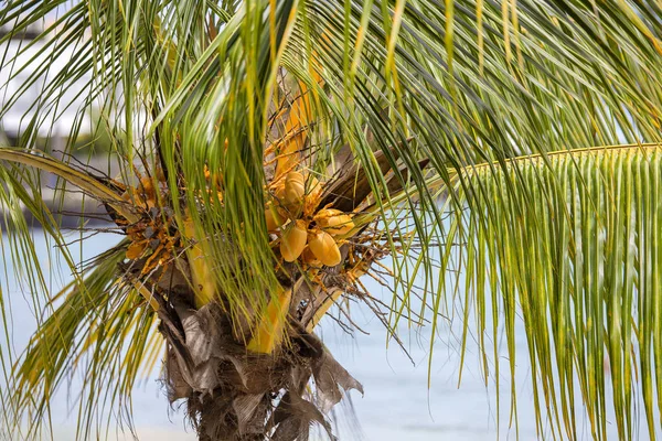 Coqueiro Verde Palmeira Fundo Ilha Tropical Maurício Close — Fotografia de Stock