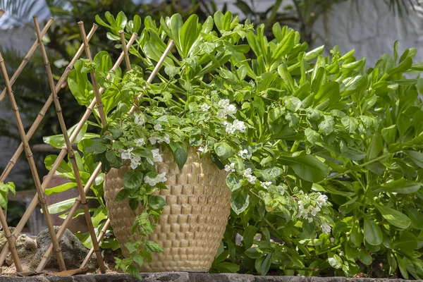 Saksıyı süslemeleri tropikal bahçesinde Adası Mauritius, yakın çekim, Vazoda Çiçekler