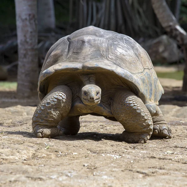 Гігантські Черепахи Гігантська Dipsochelys Тропічний Острів Маврикій Крупним Планом — стокове фото