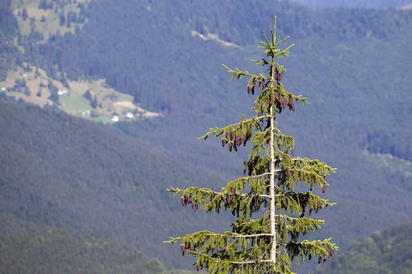 Silhuetten Julgran Sunrise Mot Bakgrund Karpaterna Sommar Dragobrat Ukraina — Stockfoto