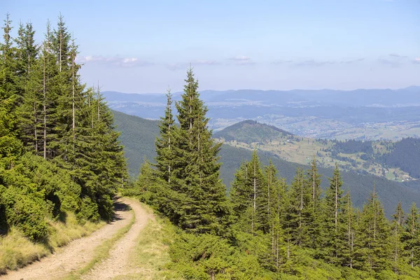 绿色冷杉树和一条土路反对在夏天的 Transcarpathia 的背景下 乌克兰 — 图库照片