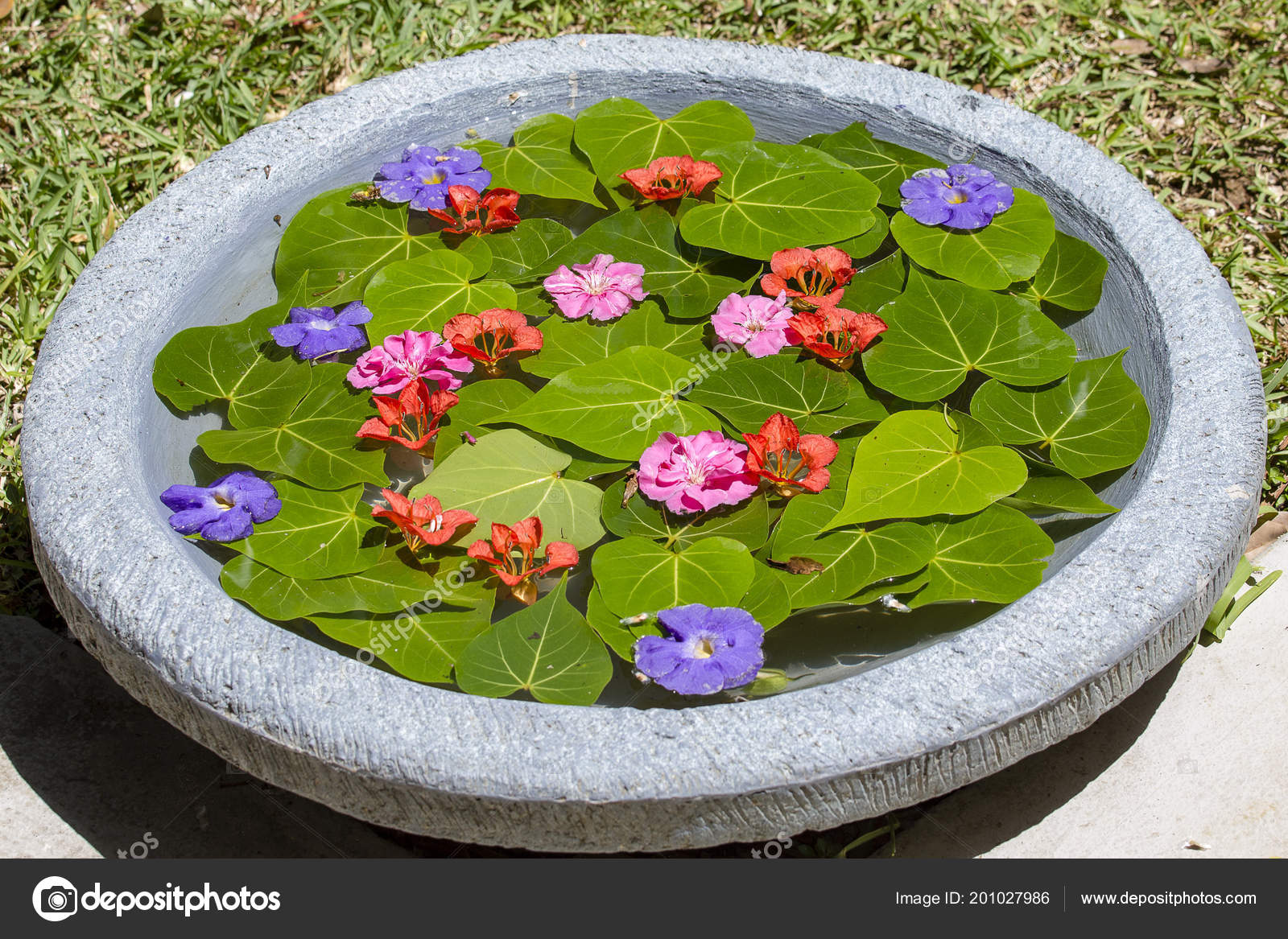 Vase Filled Water Decorated Green Leaves Beautiful Flowers