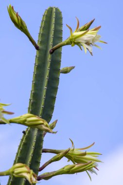 Tropikal beyaz kaktüs çiçek Adası Mauritius çiçeklenme yakın çekim