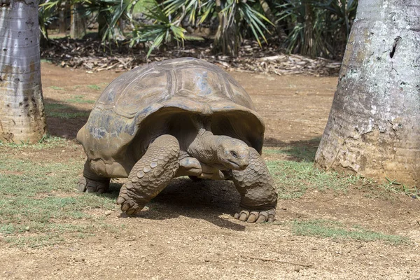 Giant turtles, dipsochelys gigantea in tropical island Mauritius , Close up