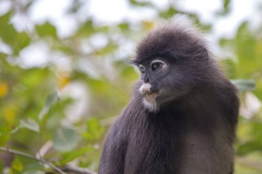 Gölgeli yaprak maymun, gözlüklü yaprak maymun, langur vahşi bir ağaç yapraklarında arasında oturuyor. Yer: Perhentian Adası, Malezya. Yakın çekim