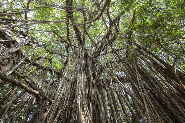 Παλιά Αρχαία Banyan Tree Μακρά Ρίζες Που Ξεκινούν Από Την — Φωτογραφία Αρχείου