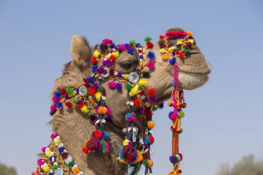 Bir deve Başkanı renkli püsküller, kolyeler ve boncuklarla süslenmiş. Çöl Festivali, Jaisalmer, Hindistan. Yakın çekim