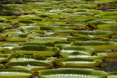 Tropikal bahçe dev Nilüfer. Mauritius Adası. Victoria amazonica, Victoria regia çiçek, yakın çekim