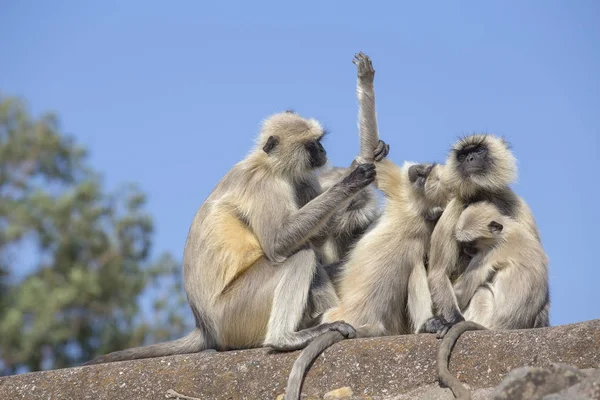 Gray Langur Also Known Hanuman Langur Town Mandu India Close — Stock Photo, Image