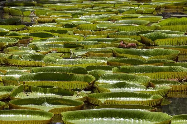 Tropikal bahçe dev Nilüfer. Mauritius Adası. Victoria amazonica, Victoria regia çiçek, yakın çekim
