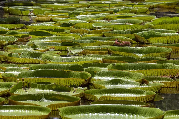 Lírio Aquático Gigante Jardim Tropical Ilha Maurícia Victoria Amazonica Victoria — Fotografia de Stock