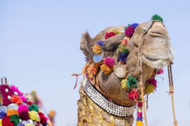 Bir deve Başkanı renkli püsküller, kolyeler ve boncuklarla süslenmiş. Çöl Festivali, Jaisalmer, Hindistan. Yakın çekim
