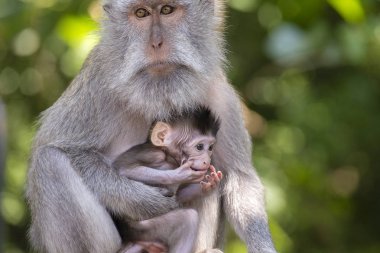 Portre, bebek maymun ve annenin Ubud, Bali, Endonezya ada. Yakın çekim