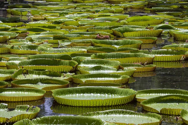 Tropikal bahçe dev Nilüfer. Mauritius Adası. Victoria amazonica, Victoria regia çiçek, yakın çekim