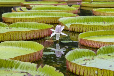 Tropikal bahçe dev Nilüfer. Mauritius Adası. Victoria amazonica, Victoria regia çiçek, yakın çekim