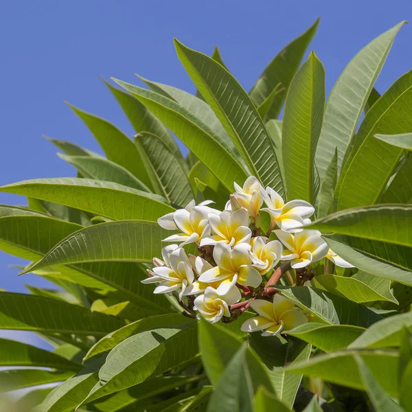 Flor Frangipani Branca Plena Floração Durante Verão Folhas Verdes Plumeria — Fotografia de Stock