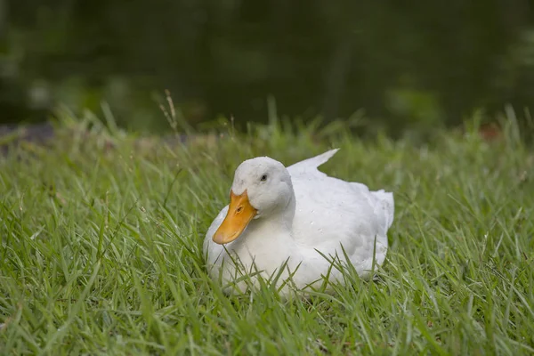 Pato Blanco Sienta Hierba Verde Junto Estanque Lago Cerca — Foto de Stock