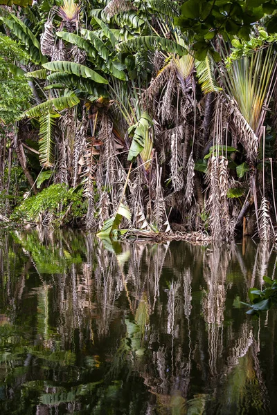 Wody Jeziora Zielone Palmy Tropikalnej Dżungli Lustrzane Odbicie Wody Tropikalna — Zdjęcie stockowe