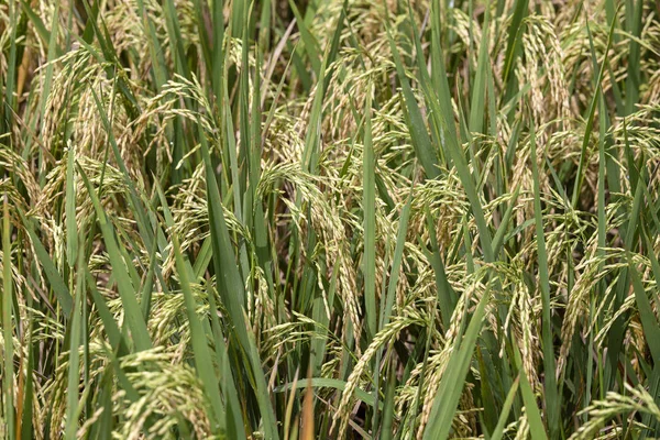 Campo Verde Com Talos Arroz Ubud Ilha Bali Indonésia Fechar — Fotografia de Stock