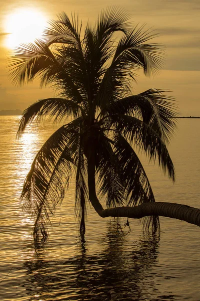 Coconut Palm Tree Silhouette Sunset Tropical Beach Sea Water Island — Stock Photo, Image