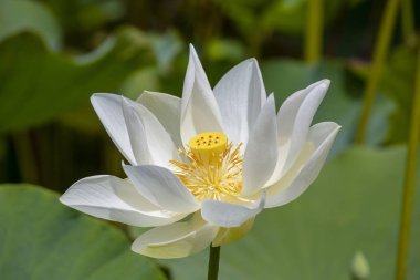 Beyaz su lotus Tropikal Botanik Bahçe. Mauritius Adası. Yakın çekim