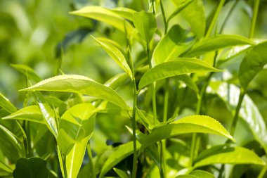 Young green leaves and leaf bud of the tea tree on plantation in Nuwara Eliya, Sri Lanka. Close up clipart