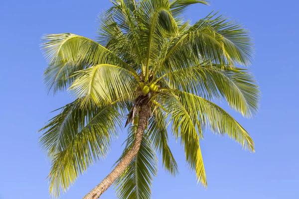 Coconut Palm Tree Mot Den Blå Himlen Thailand Närbild — Stockfoto