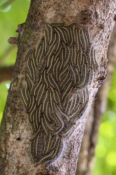Meşe keseböceği güve - Thaumetopoea processionea tırtıllar yaz, tropikal ağaç üzerinde Kapat