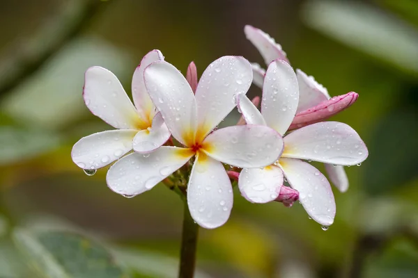 Vit Frangipani Blomma Full Blom Sommaren Efter Regnet Vit Plumeria — Stockfoto