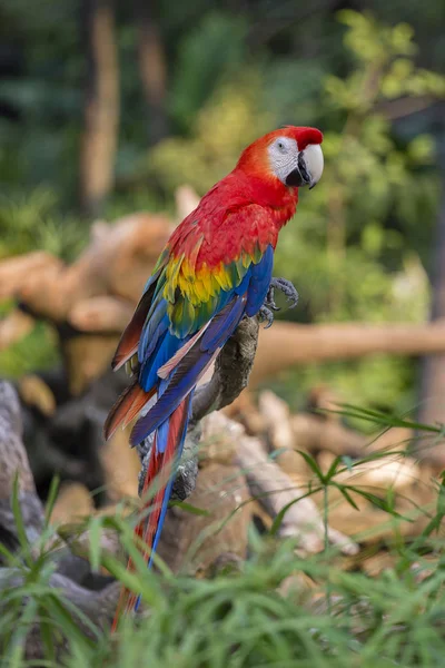 Colorful Portrait Amazon Red Macaw Parrot Jungle Close Side View — Stock Photo, Image