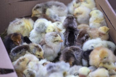 Yerel bir pazarda, Genç sarı bebek civcivlerin kapatın. Lviv, Ukrayna