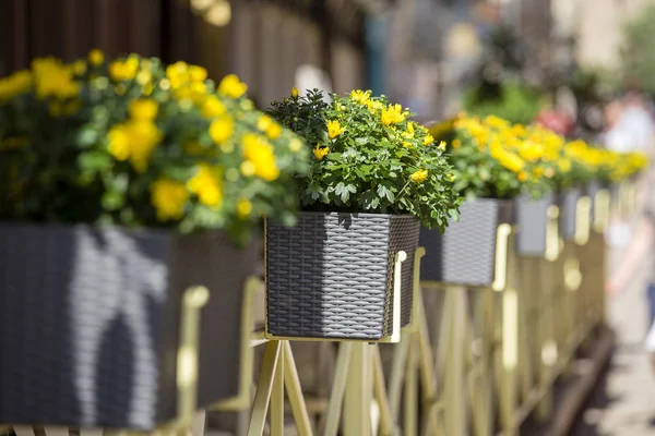Balcony flower box with yellow flowers on the street in Lviv, Ukraine. Close up