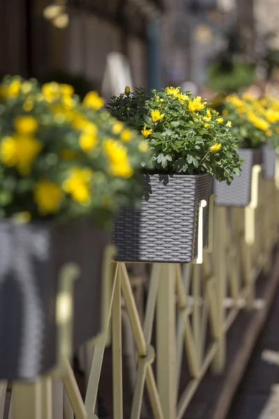 Balcone Scatola Fiori Con Fiori Gialli Strada Leopoli Ucraina Vicino — Foto Stock