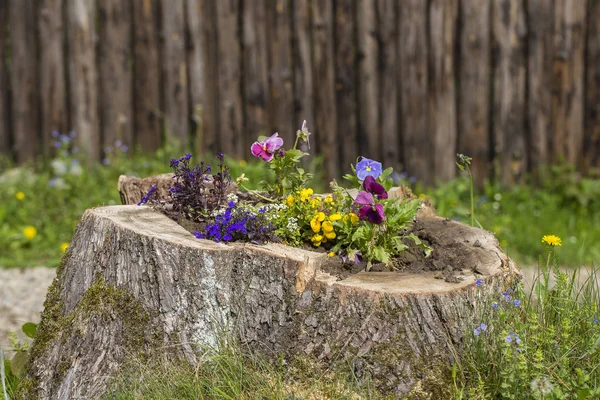 Dekoratives Blumenbeet Mit Blumen Auf Dem Baumstumpf Garten Nahaufnahme — Stockfoto