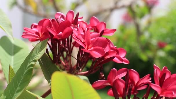 Flor Frangipani Rosa Plena Floración Durante Verano Plumeria Rosa Sharm — Vídeo de stock